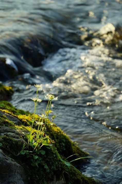 Verde Aesthetic, Brian Boru, Mushroom Farm, Bubble World, Ahsoka Series, River Waterfall, Water Forest, Dreamy Forest, Flower Forest