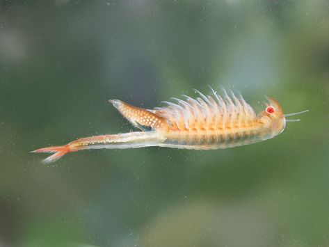 Fairy Shrimp, Sea Monkeys, Creepy Animals, Plant Encyclopedia, Amazing Animal Pictures, Pond Life, Plant Information, Salamanders, Fish Food