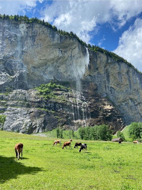 Switzerland Farm Aesthetic, Switzerland Cows, Gimmelwald Switzerland, Europe Life, Switzerland Summer, Dream Places To Visit, Switzerland Mountains, Waterfall Hike, Senior Trip