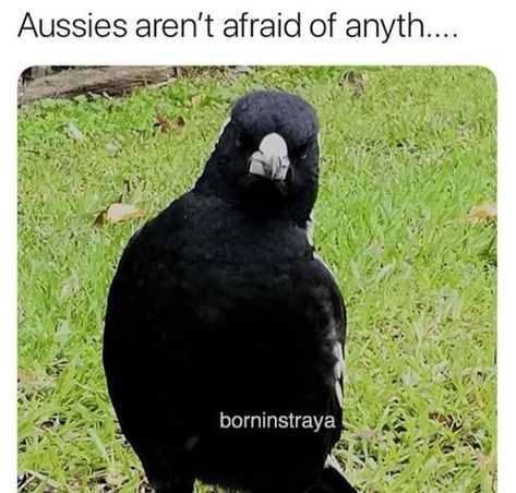 16 'Straya Memes That Are Heaps Better Than A Ham Sandwich Australian Humor, Aussie Meme, Australia Meme, Funny Aussie, Aussie Memes, Australian Memes, Meanwhile In Australia, Funny Australian, Australia Funny