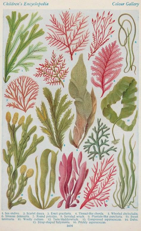 Seaweed Textiles, Paintings Tutorials, Sea Plants, Colour Theory, Illustration Botanique, Art Ancien, Vintage Botanical Prints, Scientific Illustration, Plant Illustration