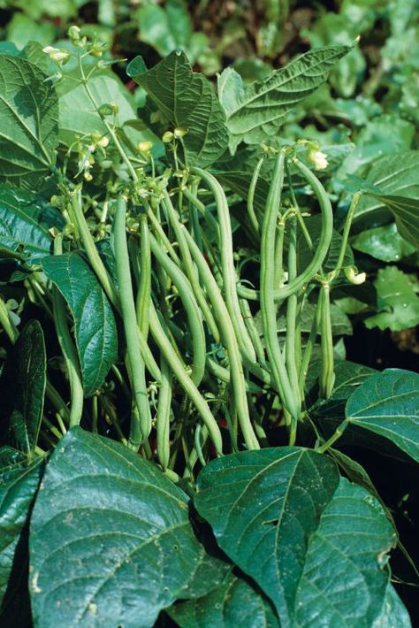 Bean Trellis, Healthy Harvest, Beans Image, French Beans, List Of Vegetables, Small Vegetable Gardens, Bean Plant, Grow Vegetables, Bean Seeds