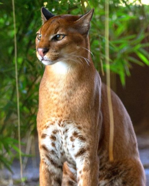 African Golden Cats of @ctcconservationcenter African Wild Cat, Caracal Cat, Golden Cat, Small Wild Cats, Wild Cats, Feline, Animals