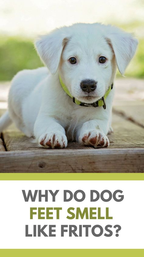 Do Your Dogs Feel Smell Like Fritos? Here's Why Dog Feet Smell Like Corn Chips. Dog 101, Pet Smell, Puppy Biting, Dog Smells, Potty Training Puppy, Dog Games, Cute Dog Photos, Puppy Training Tips, Dog Projects