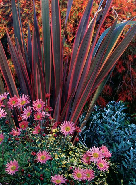 New Zealand Flax, Kitchen Gardening, Rainbow Warrior, Organic Kitchen, Fine Gardening, Plant Combinations, Seasonal Garden, Back Garden, Autumn Garden