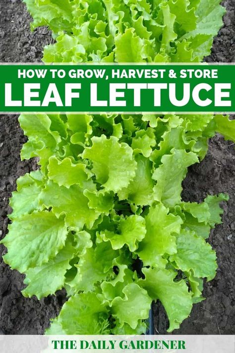 Growing Leaf Lettuce: An Oldest Salad You Eat Everyday Leaf Lettuce Recipes, Lettuce Storage, Lettuce Growing, Growing Lettuce Indoors, Leaf Lettuce, Growing Lettuce, Growing Greens, Vegetable Garden Diy, Diy Raised Garden