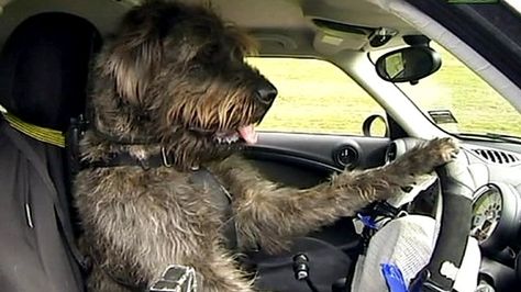 Driving school for dogs in New Zealand  REAL  http://www.bbc.com/news/world-asia-20614593 Dog Driving Car, Dog Driving, Spitz Pomeranian, Animal Intelligence, Driving Car, Learning To Drive, Driving School, Animal Species, Dog Car