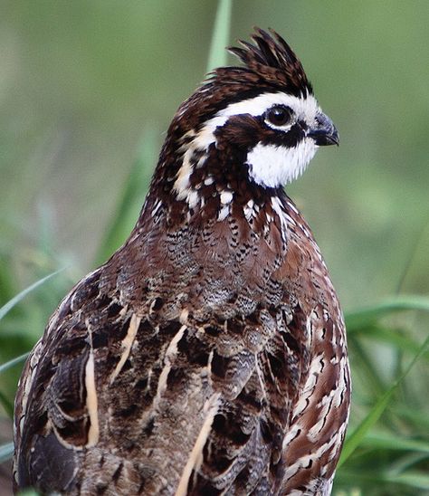 Bobwhite Quail Georgia State Game Bird Oklahoma Wildlife, Quail Drawing, Rustic Showers, Bob White Quail, Texas Birds, Bobwhite Quail, Gamebirds, Upland Hunting, Quail Hunting