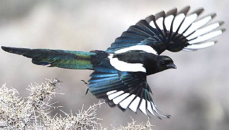 MAGPIES are members of the crow family Magpie Tattoo, Eurasian Magpie, Magpie Art, Jackdaw, Crows Ravens, All Birds, Pretty Birds, Colorful Birds, Birds Flying