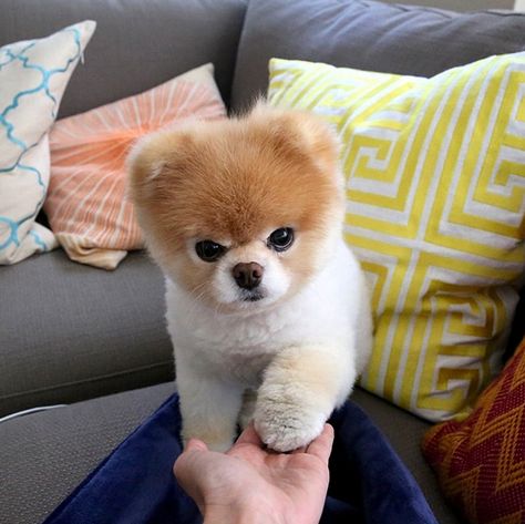 Boo The Cutest Dog, Boo And Buddy, World Cutest Dog, Celebrity Dogs, Boo The Dog, Cute Pomeranian, Cutest Dog Ever, Famous Dogs, Indoor Dog