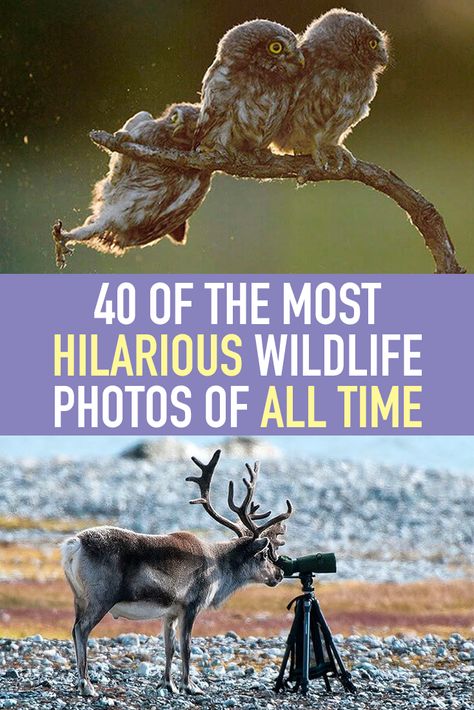 While nature photography almost always helps us take in the stark beauty of the world, it’s always so, so serious, but that’s not always the case. Animals can have fun too! These hilarious wildlife photos from the Comedy Wildlife Photography Awards show us nature’s major sense of humor (and trust us, she’s a real knee-slapper!). Pictures Of Nature Inspirational, Cool Pictures Of Nature Amazing Photos, Cool Animal Photos, Cute Animal Pictures Photography, Cute Baby Animals Pictures, Amazing Nature Photography Real, Animals Beautiful Amazing Photos, Humor Funny Pictures Life, Humor Me