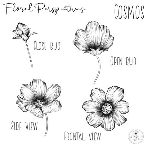 604 Likes, 20 Comments - Jen | Floral and Animal Art (@thetinywildflower) on Instagram: “Cosmos Floral Perspectives for today’s @floralsyourway prompt!⠀⠀⠀⠀⠀⠀⠀⠀⠀ .⠀⠀⠀⠀⠀⠀⠀⠀⠀ .⠀⠀⠀⠀⠀⠀⠀⠀⠀…” Paper Rolls Diy, Paper Flower Ideas, Cosmos Tattoo, Best Toilet Paper, Flower Line Drawings, Flower Drawing Tutorials, Flower Drawings, Birth Flower Tattoos, Toilet Paper Rolls