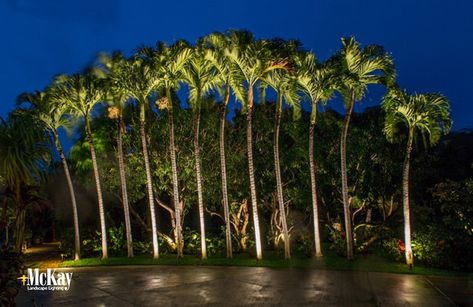 Tree Up Lighting Landscape, Palm Tree Landscape Ideas, Palm Lighting, Tropical Landscape Lighting, Palm Tree Lighting, Tree Uplighting, Riverside Pool, Small Backyard Landscape, Palm Tree Landscape