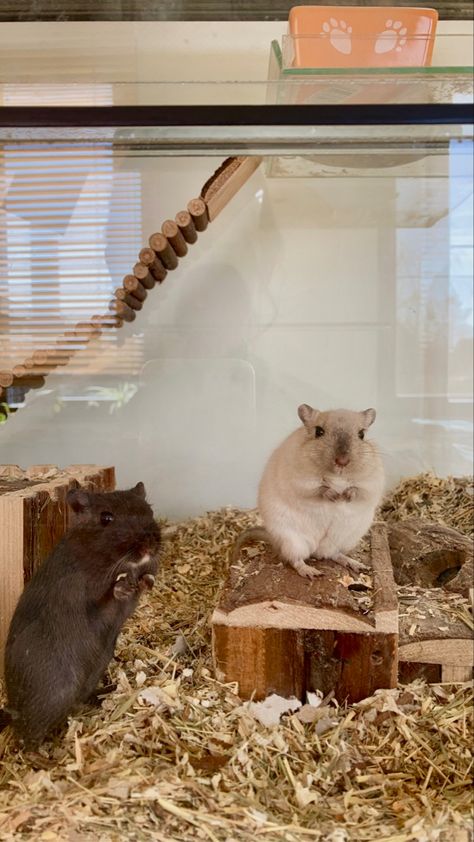 Cute Gerbils, Gerbil Enclosure, Gerbil Cage Ideas, Pet Gerbils, Gerbil Cages, Bunny Room, Baby Hamster, Hamster Cages, Cute Rats