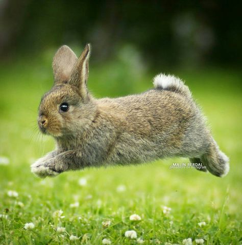 Holland Lop Rabbit, Rabbit Jumping, Lop Rabbit, Rabbit Pictures, Love Bunnies, Bun Bun, Bunny Pictures, Cute Bunnies