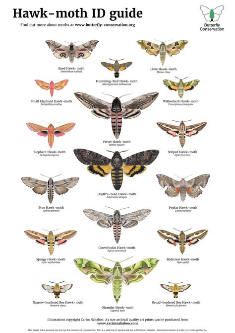 Insect Identification, Animal Infographic, Cute Moth, Butterfly Species, Hawk Moth, Moth Tattoo, Beautiful Bugs, Butterfly Pictures, Creepy Crawlies