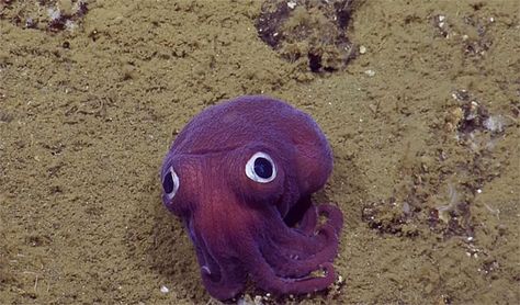 Stubby squid, Rossia Pacifica, found off the coast of CA at a depth of 900 meters. Not a squid though, more closely related to the cuttlefish. Dumbo Octopus, Octopus Squid, Arte Doodle, Animal Pins, Cute Octopus, Beautiful Sea Creatures, Googly Eyes, Ocean Creatures, Weird Animals