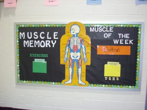 muscle bulletin boards | Submitted by Jackie Ranieri who teaches at Lionville Elementary ... Athletic Training Bulletin Boards, Physical Therapy Bulletin Board Ideas, Science Bulletin Board Ideas, Pe Classroom, Science Bulletin Board, Physical Education Bulletin Boards, Pe Bulletin Boards, Health Bulletin Boards, Science Bulletin Boards