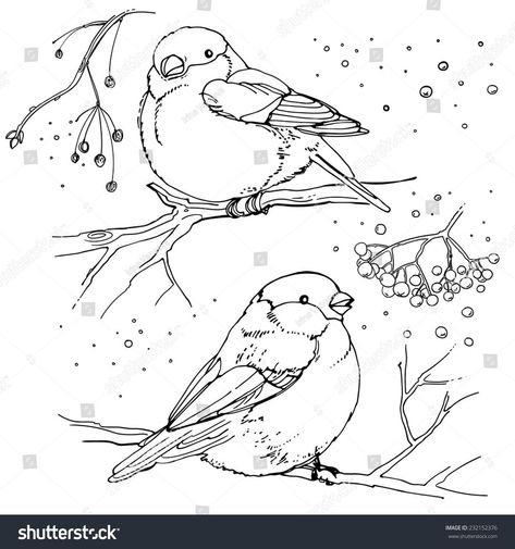 Winter Birds Drawing, Winter Drawings, Bird Sketch, Winter Birds, Line Vector, Bird Coloring Pages, Winter Bird, Bird Embroidery, Amazing Art Painting