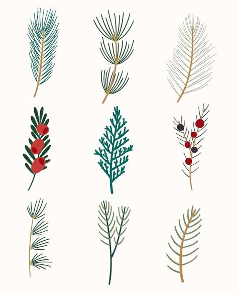 Winter flora. A set of evergreen branches. Thuja, yew, juniper, fir, cedar, pine, and spruce. Cedar Branch Drawing, Pine Branch Embroidery, Pine Branch Illustration, Juniper Painting, Pine Branch Drawing, Cedar Illustration, Juniper Drawing, Evergreen Illustration, Evergreen Logo