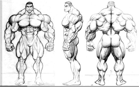 hulk design by JIM-SWEET on DeviantArt Muscular Body Drawing Reference, Hulk Anatomy, Hulk Design, Male Muscle, Male Figure Drawing, Hulk Art, Drawing Superheroes, Human Anatomy Drawing, Body Sketches