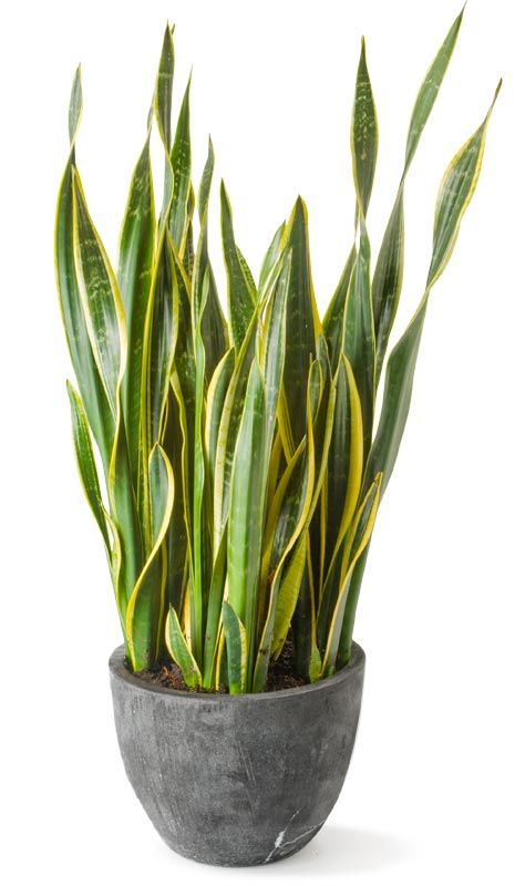 Snake Plant Sanseveria Trifasciata, Gerbera Jamesonii, Photoshop Landscape, Zucchini Flowers, Sansevieria Trifasciata, Snake Plants, Plant Information, Plants Decor, Bathroom Plants