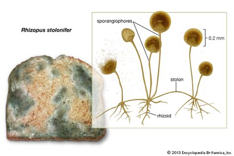 Rhizopus stolonifer growing on bread (left), with enlargement showing the stolon, rhizoids, and sporangiophores. Photosynthesis Activities, Diseases Pictures, Fungi Illustration, Types Of Fungi, Primary Science, Bread Mold, Slime Mould, Medical School Essentials, Diagram Design