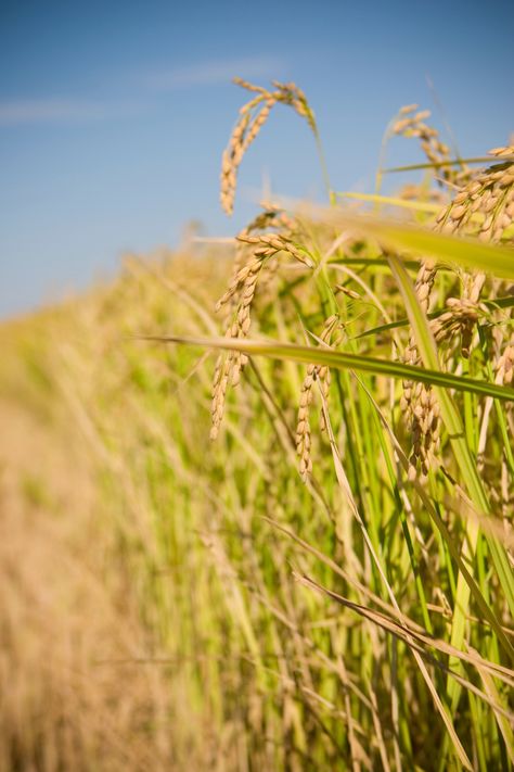 Lundberg rice fields Rice Farm Aesthetic, Rice Farm, Can Band, Farm Aesthetic, Grass Weeds, Organic Labels, Agricultural Practices, Rice Fields, Well Balanced Diet