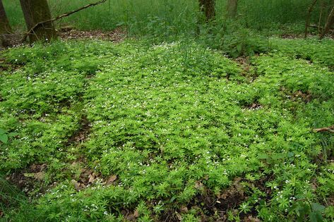 Ground Cover For Shade, Galium Odoratum, Shade Ground Cover, Ground Cover Shade, October Magic, Low Growing Ground Cover, Lake House Landscaping, Beach House Landscaping, Camellia Sasanqua