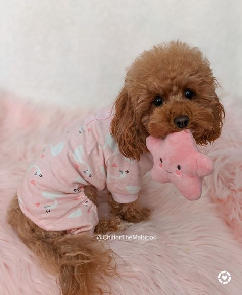 Mini Poodle Outfits, Pink Dog Outfits, Pink Dog Room, Cute Puppy Outfits, Cute Dog Outfits, Dog Pyjamas, Puppy Outfits, Dog Tiktok, Teddy Outfit