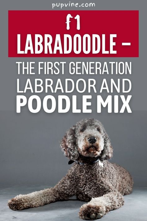 Looking for cute dogs and puppies this spring? We have some adorable puppies here! Over the past few decades, Poodle mixes have gained popularity amongst dog owners across the globe. This shouldn’t come as a surprise to anyone since Poodles are highly intelligent dogs and tend to have a non-shedding coat. We will be comparing the first-generation F1 Labradoodle with F1b Labradoodles and F2 Labradoodles so you can make a better decision on which of these loveable dogs best suits your lifestyle. F1 Labradoodle, Low Shedding Dogs, Hybrid Dogs, Breed Dogs, Adorable Puppies, Dog Shedding, Purebred Dogs, First Generation, Guide Dog