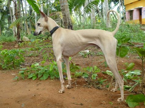 Chippiparai levriero indiano Indian Dog Breeds, Serama Chicken, Indian Dog, Hounds Of Love, Pharaoh Hound, Dog Breeds List, Lots Of Dogs, Spitz Dogs, Dog Movies