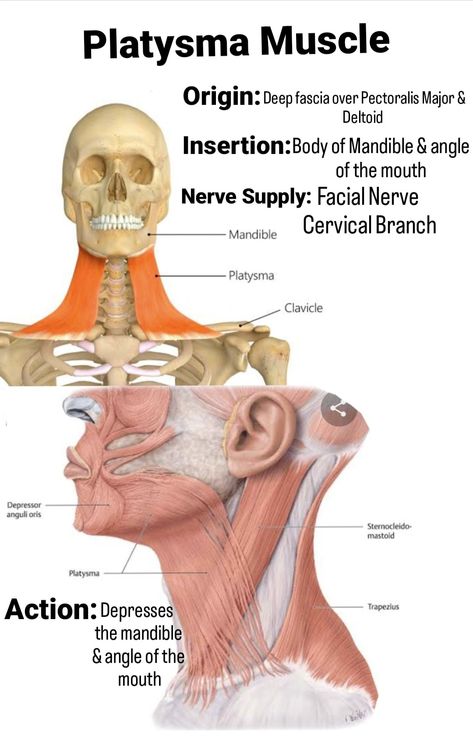 Platysma Muscle, Einstein Riddle, Muscular System, Nerve, Riddles, Muscles, Einstein, Anatomy, Movie Posters