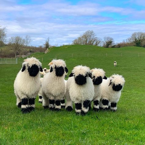 Valais Blacknose Sheep, Sheep Breeds, Baby Sheep, Shaun The Sheep, Sheep And Lamb, Cute Sheep, Fluffy Animals, 귀여운 동물, Animals Friends