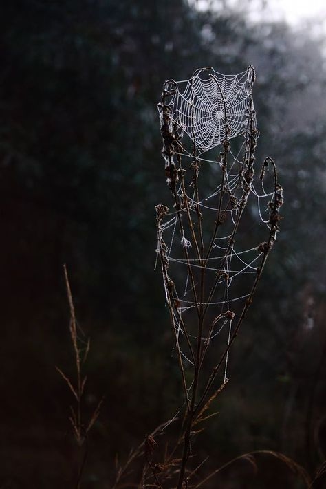 Wild  Wood Dark Enchanted Forest Aesthetic, Heart Eater, Gothic Nature, Dark Naturalism, Yennefer Of Vengerberg, Southern Gothic, Spider Webs, Gothic Aesthetic, Season Of The Witch