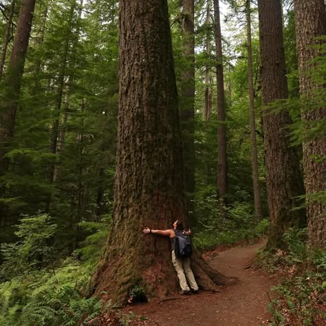 tree hugging🌳 casual walk around the trail of 10 falls! we didn’t end up seeing all of them but it’s always nice to be out in nature, especially with the little glimpses of yellow foliage we’re getting🍁 we’re going to enjoy the city tonight then head over to the coast tomorrow🌊 Hugging Tree, Movies Ideas, Tree Hugging, Get Your Life Together, Out In Nature, Parks N Rec, Get Your Life, 2025 Vision, Delft