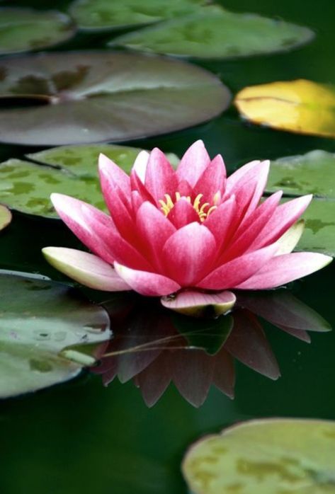 Pond Diy, Lotus Flower Art, Lily Lotus, Different Types Of Flowers, Water Lilly, Pond Plants, A Pond, Natural Garden, Water Flowers