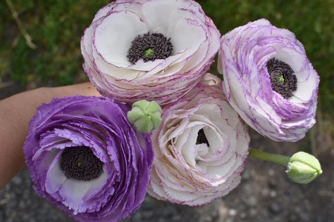 Ranunculus Cold Porcelain Real touch ranunculus Handmade Flower Arrangement Realistic Floral Art Botanical sculpture Handcrafted Flower clay Botanical Sculpture, Flower Clay, Cold Porcelain Flowers, Ranunculus Flowers, Porcelain Flowers, Handmade Flower, Clay Flowers, Oil Paints, Cold Porcelain