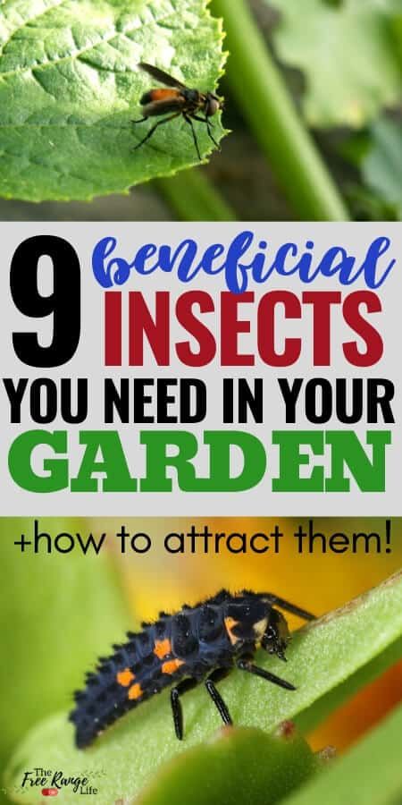 Companion Planting Guide, Insect Eggs, Zucchini Plants, Cabbage Worms, Cucumber Beetles, Organic Pest Control, Garden Bugs, Greenhouse Ideas, Attracting Beneficial Insects