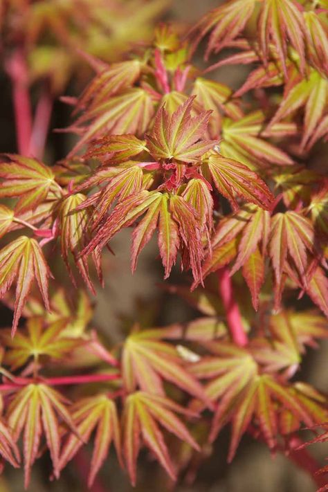 How to Grow Coral Bark Japanese Maples | Gardener’s Path Coral Bark Maple Landscaping, Japanese Maple Tree Landscape, Acer Garden, Maple Tree Landscape, Coral Bark Maple, Japanese Maple Garden, Japanese Maple Varieties, Coral Bark Japanese Maple, Japanese Plants