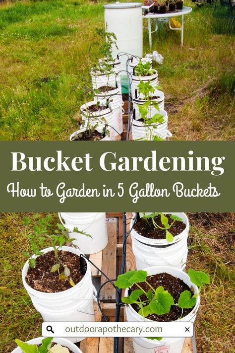 A vibrant bucket garden on a wooden platform. The buckets are filled with a variety of plants, highlighting the potential of small space gardening. Bucket Garden, Start A Garden, Small City Garden, Bucket Planters, Bucket Gardening, Herb Containers, Thriving Garden, Growing Plants Indoors, Gardening 101