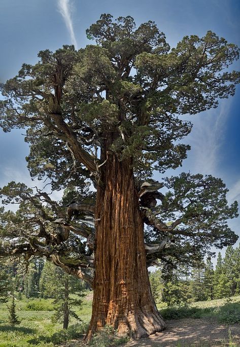 The Bennett Juniper – America’s Oldest Juniper Tree | The Treeographer Sequoia Sempervirens, Taxus Baccata, Bristlecone Pine, Juniper Tree, California Wildfires, Old Tree, Ancient Forest, Old Trees, Ancient Tree