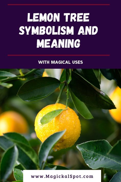 Learn more about Lemon Tree Symbolism and Spiritual Meaning. I've also included its symbolism in different cultures and a few magical tips. Enjoy! #lemontree #lemonsymbolism #lemonmeaning Lemon Spiritual Meaning, Lemon Symbolism, Tree Symbolism, Tree Meanings, Tree Poem, Lemon Plant, Animal Meanings, Lemon Trees, Sweet Gum