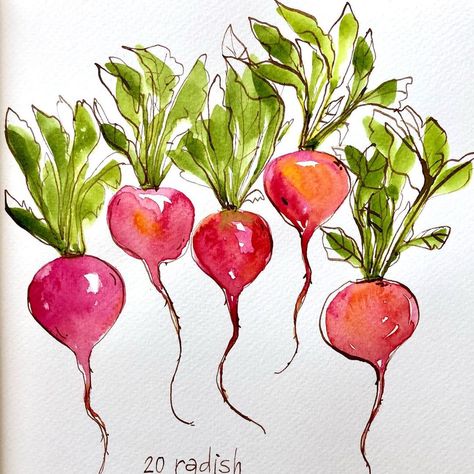 Watercolour Vegetables Simple, Radish Watercolor, Radish Drawing, Radish Illustration, Radish Art, Watercolor Veggies, Watercolor Vegetables, Vegetable Painting, Watercolor Flowers Tutorial