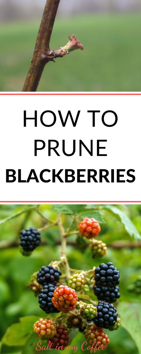 Training Blackberry Bushes, When To Prune Blackberry Bushes, Blackberry Bushes Care How To Grow, How To Prune Blackberries, Prune Blackberry Bush, Blackberry Pruning Tips, Trimming Blackberry Bushes, How To Prune Blackberry Bushes, Blackberry Bush Care