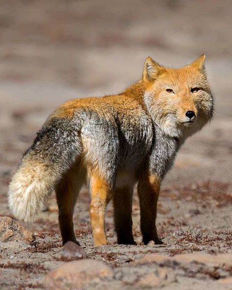 Tibetan Fox, Strange Animals, World View, Weird Animals, Red Fox, Popular Culture, From Instagram, Tibet, Beautiful Creatures