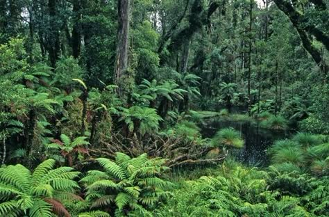 Pacific Rainforest, New Zealand Bush, Rainforest Foliage, New Zealand Forest, Nz Forest, Tasmanian Rainforest, New Zealand Nature, New Zealand North Island, Rainforest Theme