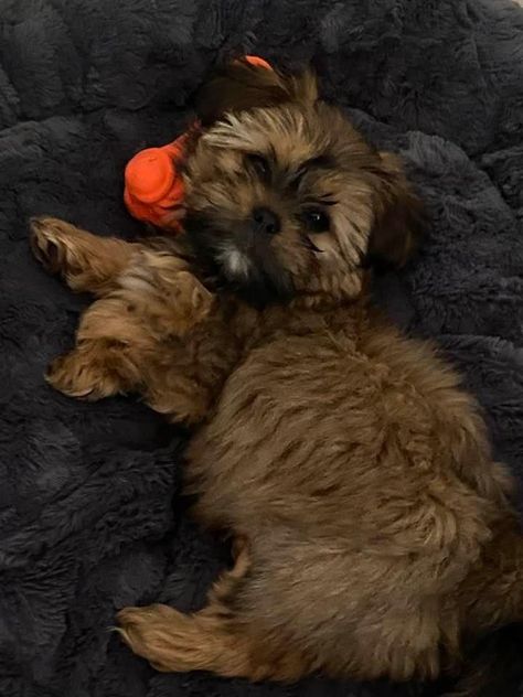 Yorkie Mix, Shih Tzu, Yorkie, Cute Animals, Dogs, Animals, Quick Saves