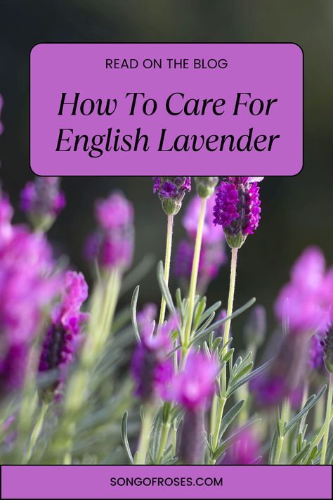 Click on the pin and dive into our expert tips on pruning, watering, and nurturing your lavender for a garden that blooms with beauty and fragrance. From soil requirements to sunlight preferences, this guide has everything you need to keep your English Lavender thriving. English Lavender Plant Care, English Lavender Care, Planting Lavender Outdoors, English Lavender Plant, Lavender Care, Munstead Lavender, Lavender Plant Care, Backyard Adventure, English Lavender