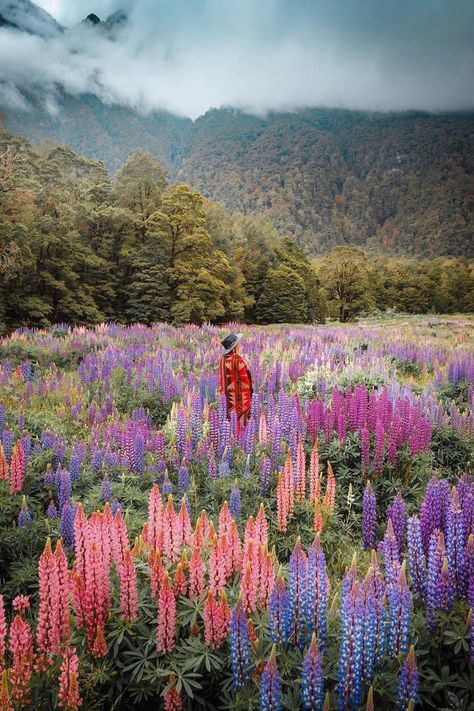 Aesthetic picture of New Zealand. Discover more photos of Ryan Resatka with On The Road Again Aesthetic Picture, On The Road Again, On The Road, More Photos, Aesthetic Pictures, The Road, New Zealand, Right Now, To Start